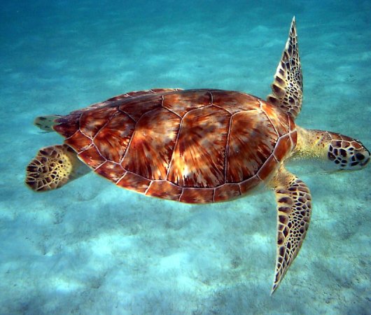 aquarev-plongee-sous-marine-centre-dominique-dive-dominica-tortue