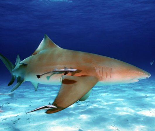 aquarev-plongee-sous-marine-croisiere-bahamas-bateau-aquacat-requin-citron