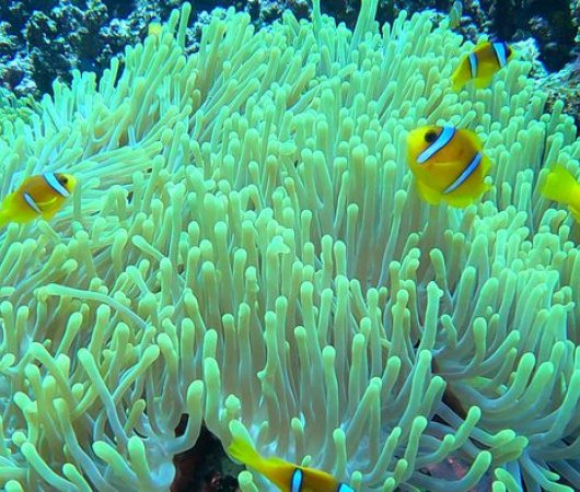 aquarev-plongee-sous-marine-croisiere-egypte-aquarius-bateau-vita-xplorer-anemone-poisson-clownbis