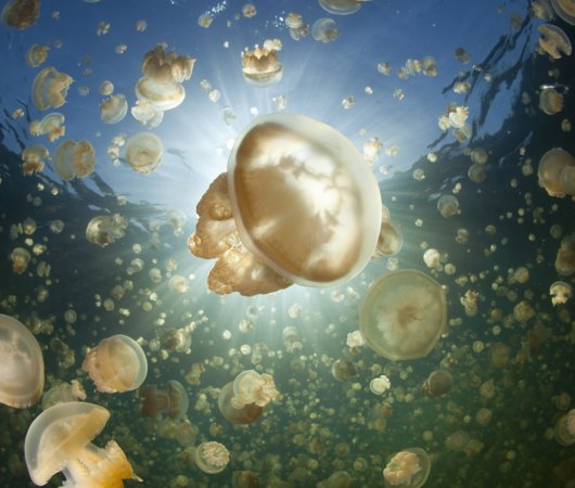 aquarev-plongee-sous-marine-croisiere-micronesie-palau-bateau-sy-palau-siren-jelly-fish-lake