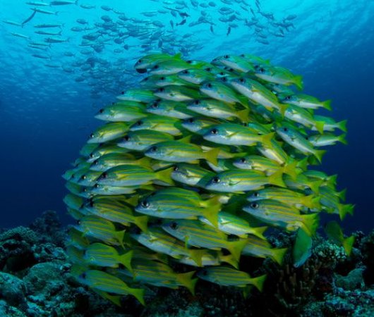 aquarev-plongee-sous-marine-croisiere-micronesie-palau-bateau-sy-palau-siren-poissons