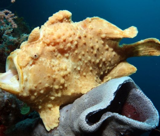 aquarev-plongee-sous-marine-croisiere-philippines-seadoors-poisson-pierre