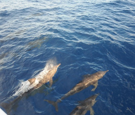aquarev-plongee-sous-marine-croisiere-polynesie-aquatiki-dauphins