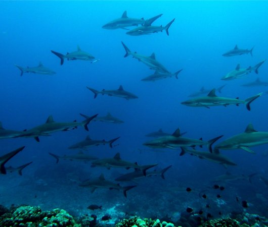 aquarev-plongee-sous-marine-croisiere-polynesie-aquatiki-requins