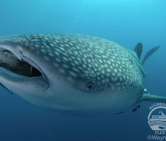 aquarev-plongee-sous-marine-croisiere-thailande-aggressor-requin-baleine1