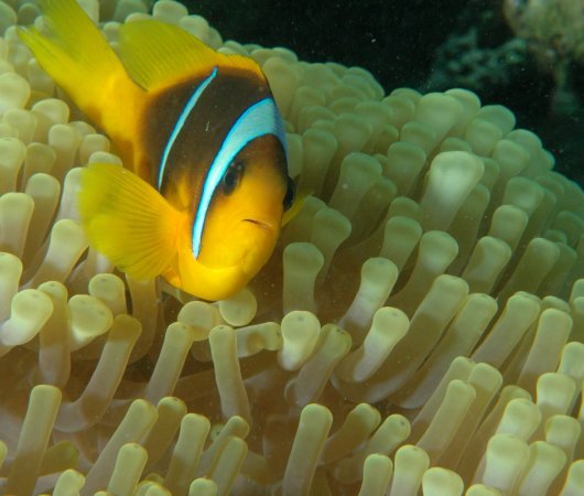 aquarev-plongee-sous-marine-egypte-marsa-alam-sejour-centre-de-plongee-tgi-diving-international-anemone-poisson-clown