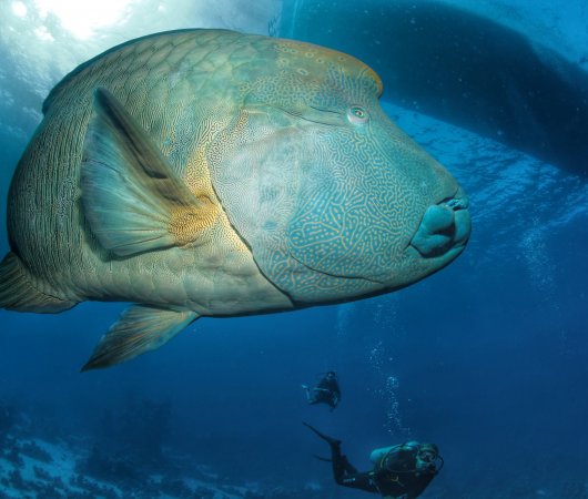 aquarev-plongee-sous-marine-egypte-marsa-alam-sejour-centre-de-plongee-tgi-diving-international-poisson-perroquet