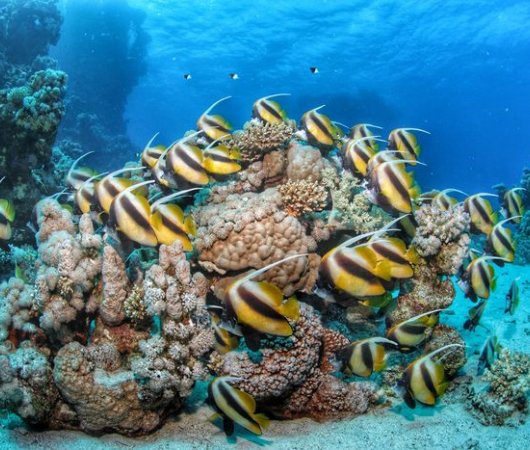 aquarev-plongee-sous-marine-egypte-marsa-alam-sejour-centre-de-plongee-tgi-diving-international-poissons-anges-bis