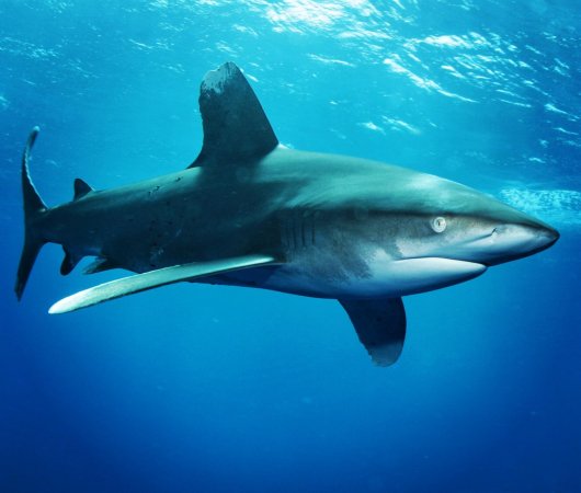 aquarev-plongee-sous-marine-egypte-marsa-alam-sejour-centre-de-plongee-tgi-diving-international-requin
