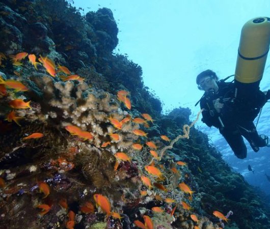 aquarev-plongee-sous-marine-egypte-ou-soudan-croisiere-oceanos-safari-bateau-scooter-mer1