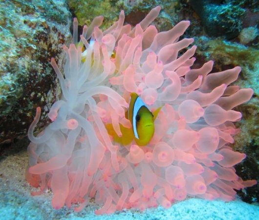 aquarev-plongee-sous-marine-egypte-port-ghalib-sejour-centre-de-plongee-extra-divers-anemone-poisson-clown