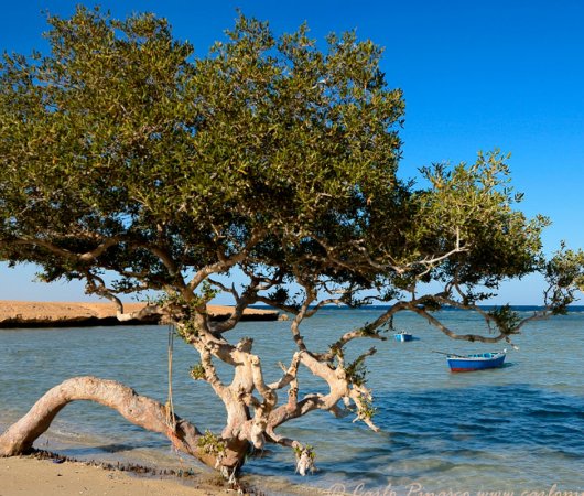 aquarev-plongee-sous-marine-egypte-sejour-marsa-alam-hotel-gorgonia-beach-resort-mer-arbre