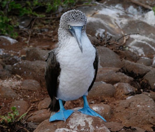 aquarev-plongee-sous-marine-equateur-galapagos-croisiere-explorer-ventures-bateau-humboldt-explorer-fou-a-pieds-bleus