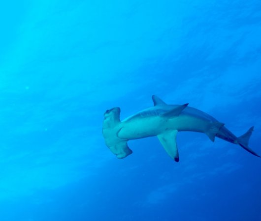 aquarev-plongee-sous-marine-equateur-galapagos-croisiere-explorer-ventures-bateau-humboldt-explorer-requin-marteau