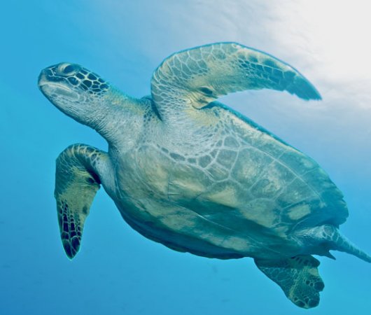 aquarev-plongee-sous-marine-equateur-galapagos-croisiere-explorer-ventures-bateau-humboldt-explorer-tortue-dessous