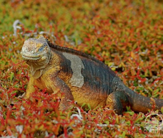 aquarev-plongee-sous-marine-equateur-galapagos-croisiere-iguane3