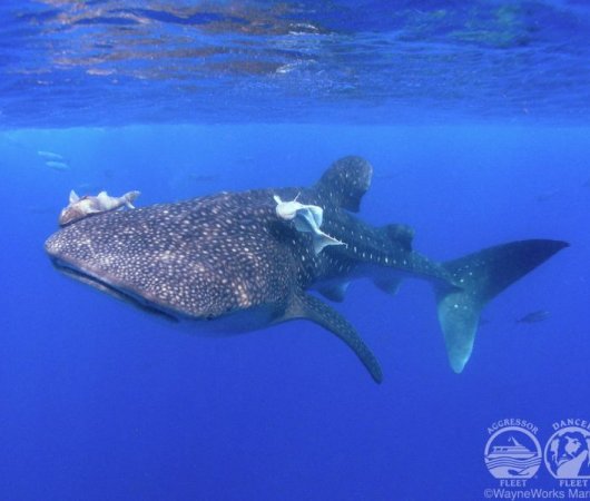 aquarev-plongee-sous-marine-equateur-galapagos-croisiere-requin-baleine