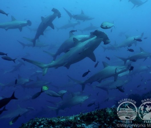 aquarev-plongee-sous-marine-equateur-galapagos-croisiere-requins-marteaux