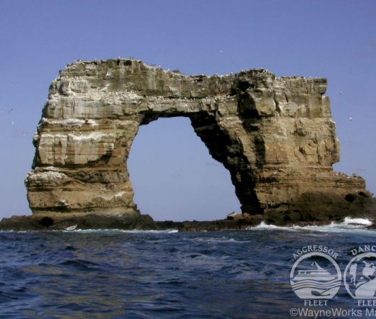 aquarev-plongee-sous-marine-equateur-galapagos-croisiere-rocher