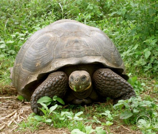 aquarev-plongee-sous-marine-equateur-galapagos-croisiere-tortue-geante