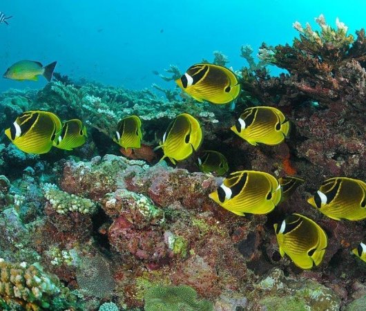 aquarev-plongee-sous-marine-ile-rodrigues-sejour-centre-de-plongee-jacky-diving-banc-de-papillons