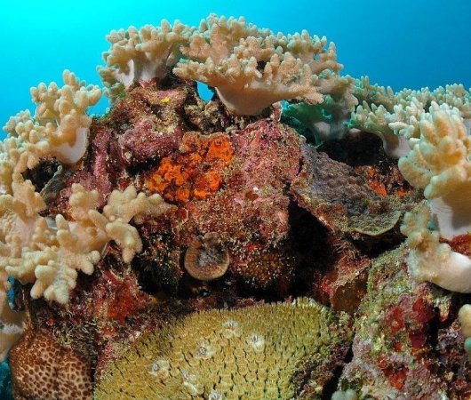 aquarev-plongee-sous-marine-ile-rodrigues-sejour-centre-de-plongee-jacky-diving-corail
