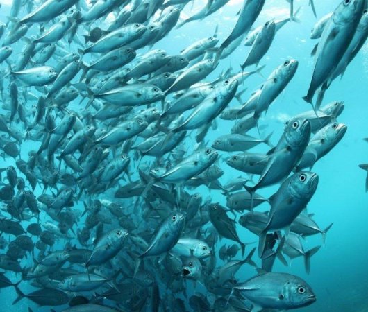 aquarev-plongee-sous-marine-ile-rodrigues-sejour-centre-de-plongee-jacky-diving-la-passe-jacky-banc-de-poissons