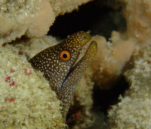 aquarev-plongee-sous-marine-ile-rodrigues-sejour-centre-de-plongee-jacky-diving-murene