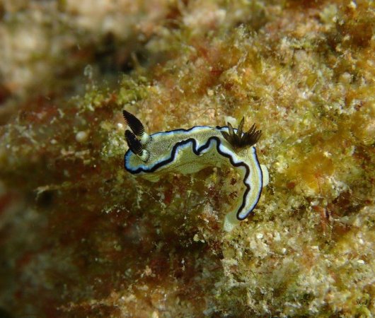 aquarev-plongee-sous-marine-ile-rodrigues-sejour-centre-de-plongee-jacky-diving-nudibranche