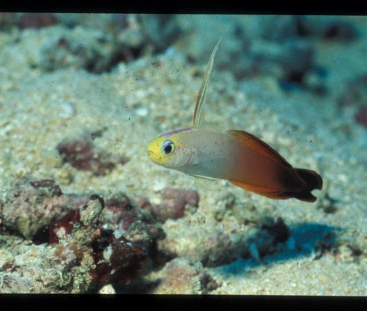 aquarev-plongee-sous-marine-ile-rodrigues-sejour-centre-de-plongee-jacky-diving-poisson-sous-l-eau