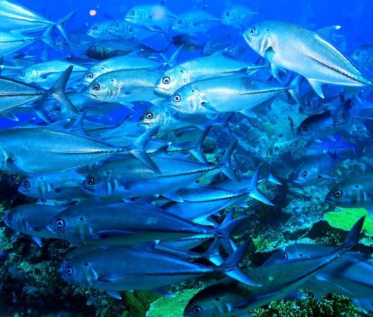 aquarev-plongee-sous-marine-ile-rodrigues-sejour-centre-de-plongee-jacky-diving-sous-l-eau-banc-de-poissons