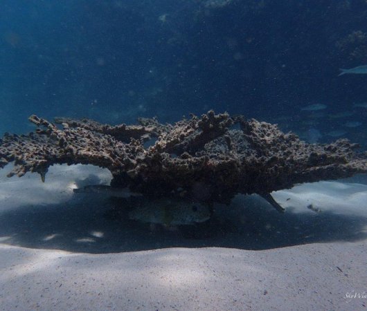 aquarev-plongee-sous-marine-ile-rodrigues-sejour-centre-de-plongee-jacky-diving-table-de-corail