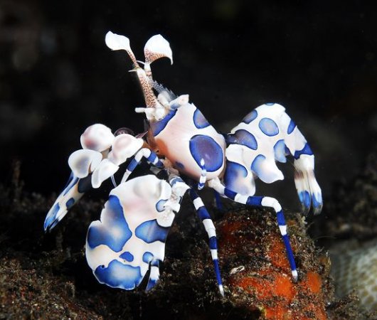 aquarev-plongee-sous-marine-indonesie-bali-sejour-dive-center-gangga-divers-bali-crabe-colore1