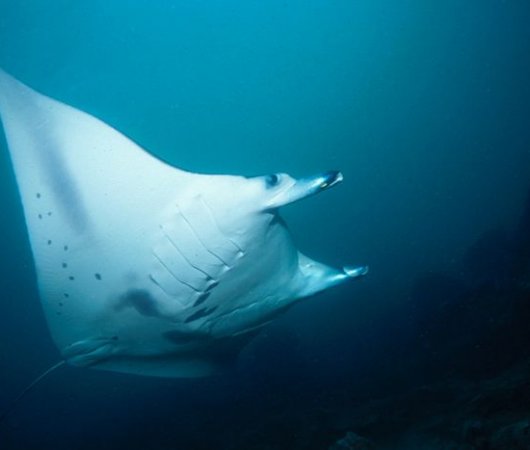 aquarev-plongee-sous-marine-indonesie-bali-sejour-dive-center-gangga-divers-bali-raie-manta1