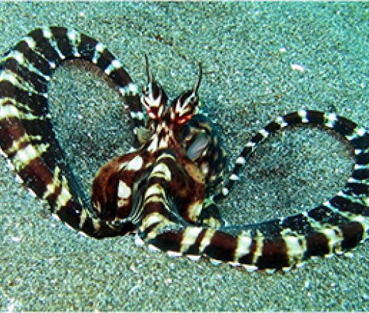 aquarev-plongee-sous-marine-indonesie-croisiere-safari-bali-seasafari-raja-ampat-octopus