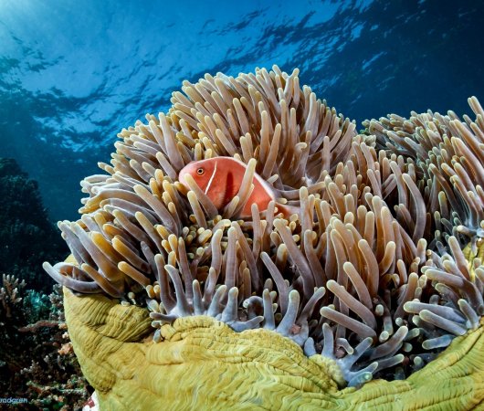 aquarev-plongee-sous-marine-indonesie-komodo-sejour-centre-de-plongee-dragon-dive-komodo-anemone-poisson-clown