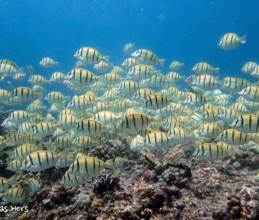aquarev-plongee-sous-marine-indonesie-komodo-sejour-centre-de-plongee-dragon-dive-komodo-banc-de-poissons-3bis