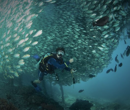aquarev-plongee-sous-marine-indonesie-komodo-sejour-centre-de-plongee-dragon-dive-komodo-banc-enorme-de-poissons