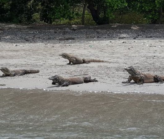 aquarev-plongee-sous-marine-indonesie-komodo-sejour-centre-de-plongee-dragon-dive-komodo-dragons-du-komodobis