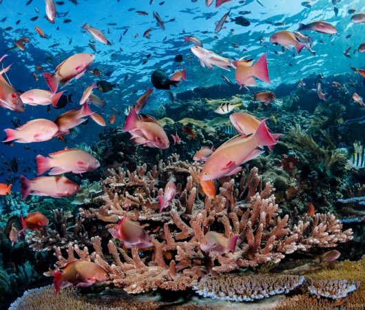 aquarev-plongee-sous-marine-indonesie-komodo-sejour-centre-de-plongee-dragon-dive-komodo-poissons-colores