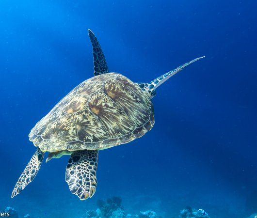 aquarev-plongee-sous-marine-indonesie-komodo-sejour-centre-de-plongee-dragon-dive-komodo-tortue-de-mer