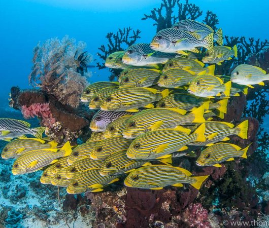 aquarev-plongee-sous-marine-indonesie-raja-ampat-sejour-centre-de-plongee-gangga-divers-banc-de-poissons