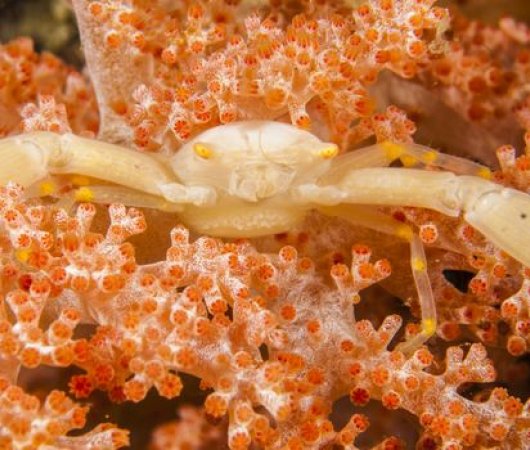 aquarev-plongee-sous-marine-indonesie-raja-ampat-sejour-centre-de-plongee-gangga-divers-crevette-resultat