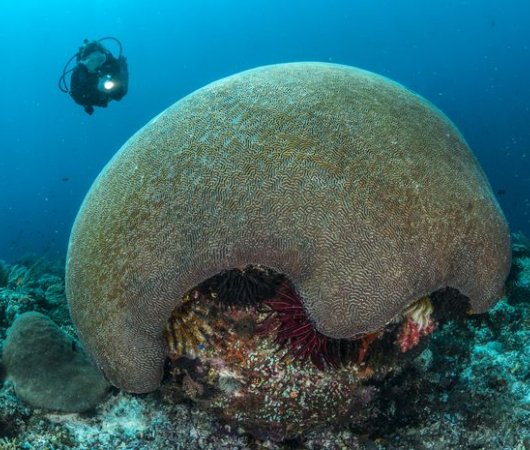 aquarev-plongee-sous-marine-indonesie-raja-ampat-sejour-centre-de-plongee-gangga-divers-plongeur-corail-resultat