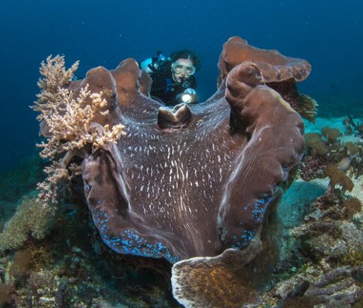aquarev-plongee-sous-marine-indonesie-raja-ampat-sejour-centre-de-plongee-gangga-divers-plongeuse-corail-resultat