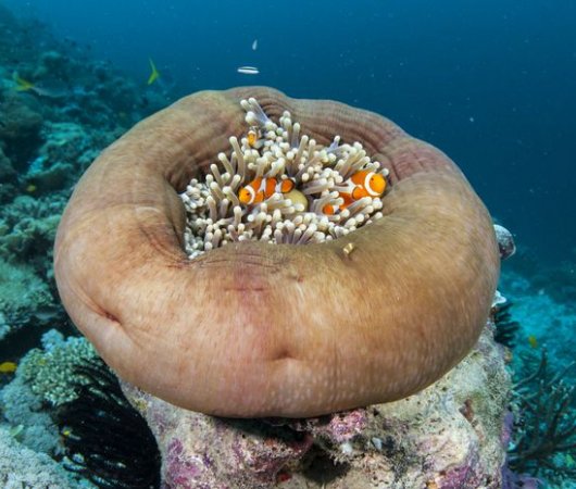 aquarev-plongee-sous-marine-indonesie-raja-ampat-sejour-centre-de-plongee-gangga-divers-poissons-clown-anemone-resultat