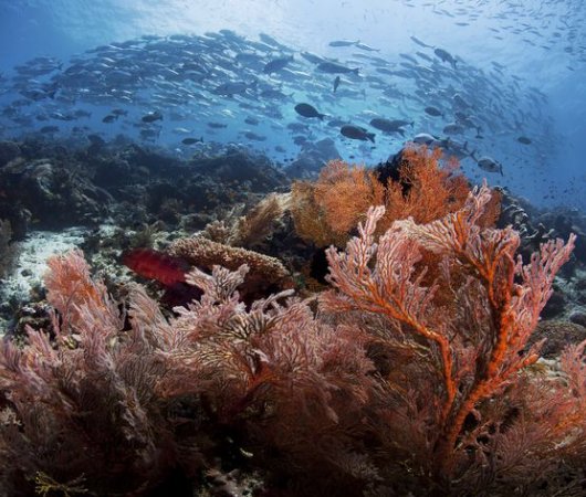 aquarev-plongee-sous-marine-indonesie-raja-ampat-sejour-centre-de-plongee-gangga-divers-spot-plongee-house-reef-bans-de-poissons-resultat