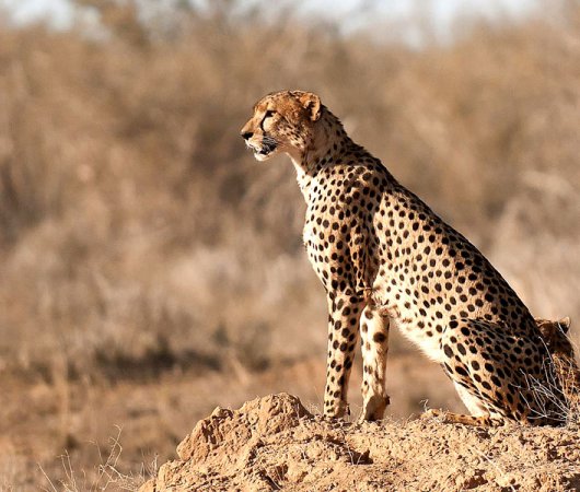 aquarev-plongee-sous-marine-kenya-sejour-extension-tsavo-east-satao-camp-cheetah-guepard