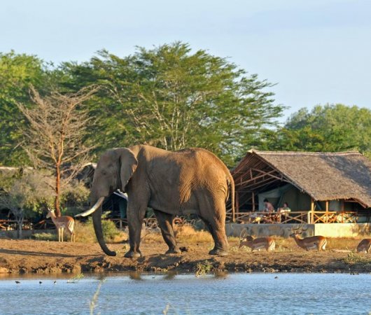 aquarev-plongee-sous-marine-kenya-sejour-extension-tsavo-east-satao-camp-elephant