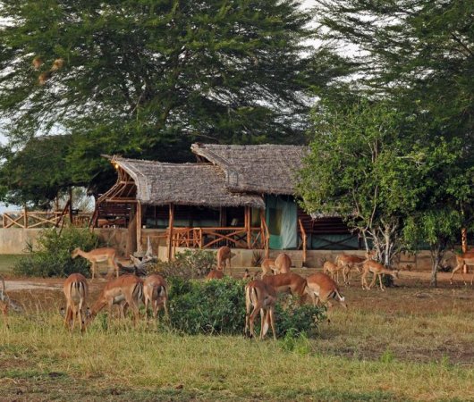 aquarev-plongee-sous-marine-kenya-sejour-extension-tsavo-east-satao-camp-gazelles